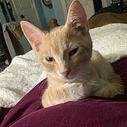 Tigger joined the competition — help win amazing prizes! cat, tabby_cat, indoor, blanket, bed, furniture, shelf, cozy, resting, orange_cat, pet, animal, soft_texture, purple_blanket, white_blanket, relaxed, domestic, cute, fur, closeup