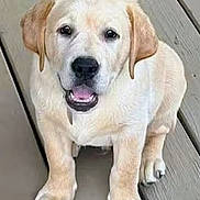 Moose joined the competition — help win amazing prizes! dog, puppy, labrador, yellow_labrador, pet, animal, canine, cute, sitting, outdoor, wooden_deck, fur, ears, face, mouth, eyes, paws, young, friendly, adorable