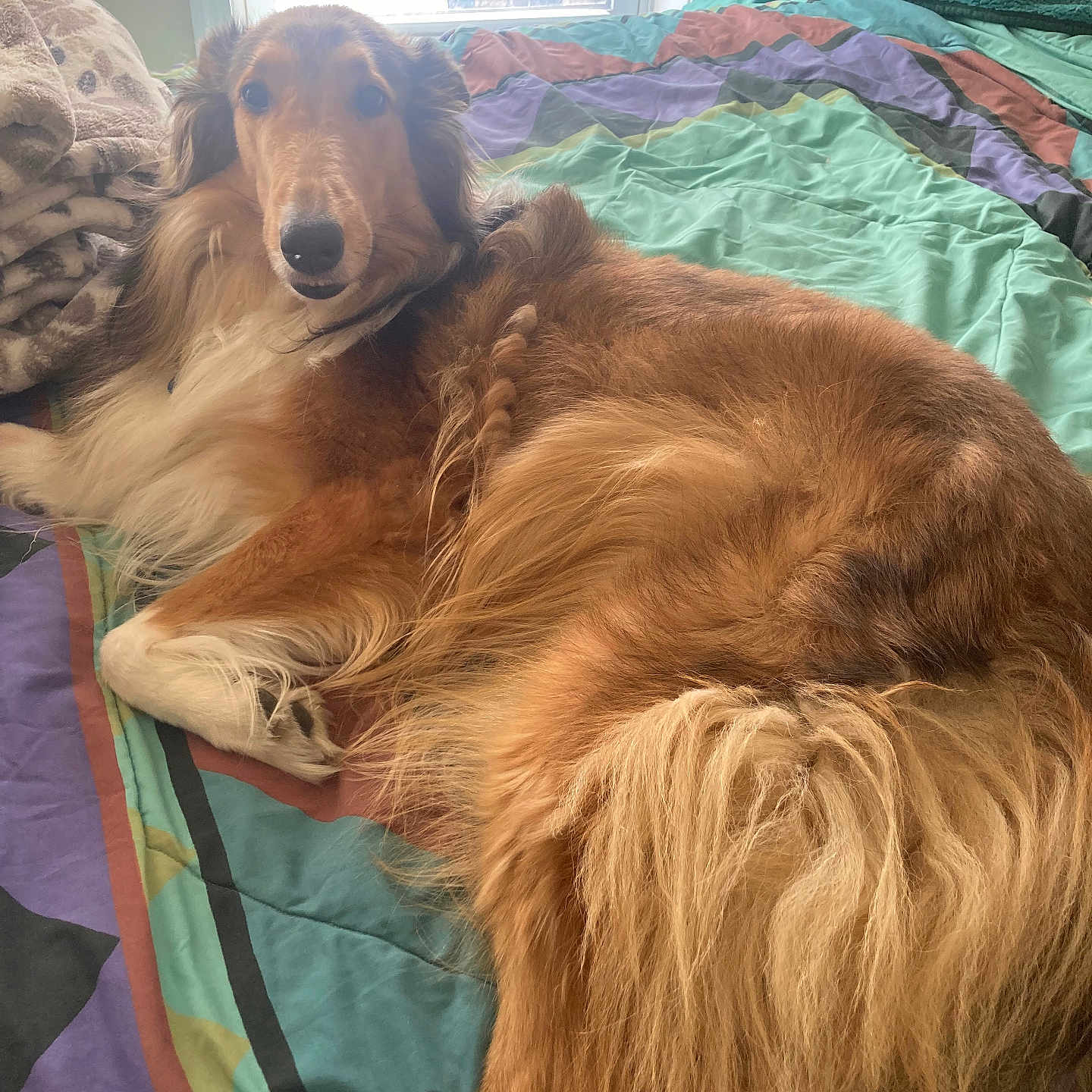Camille is registered to the contest to win money with this photo: animal, bed, bedroom, blanket, canine, collie, couch, cushion, dog, furniture, goldenretriever, homedecor, hound, indoors, interiordesign, linen, pet, puppy, quilt, room