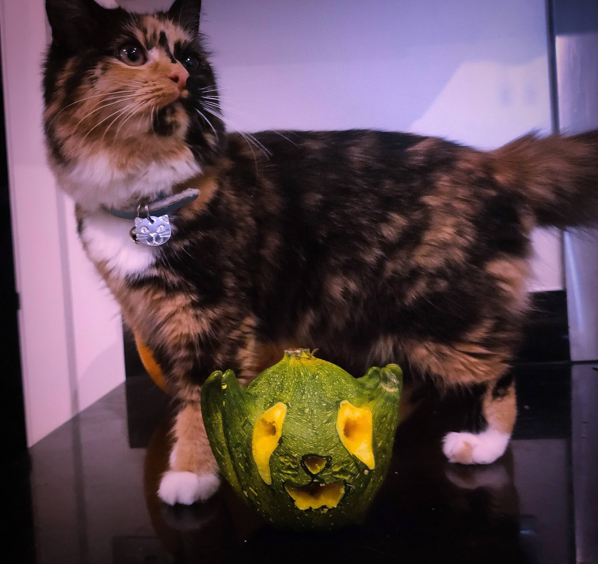 Takita is registered to the contest to win money with this photo: carnivore, cat, claw, domestic_short_haired_cat, felidae, fur, lap, paw, sitting, small_to_medium_sized_cats, stuffed_toy, tail, terrestrial_animal, whiskers