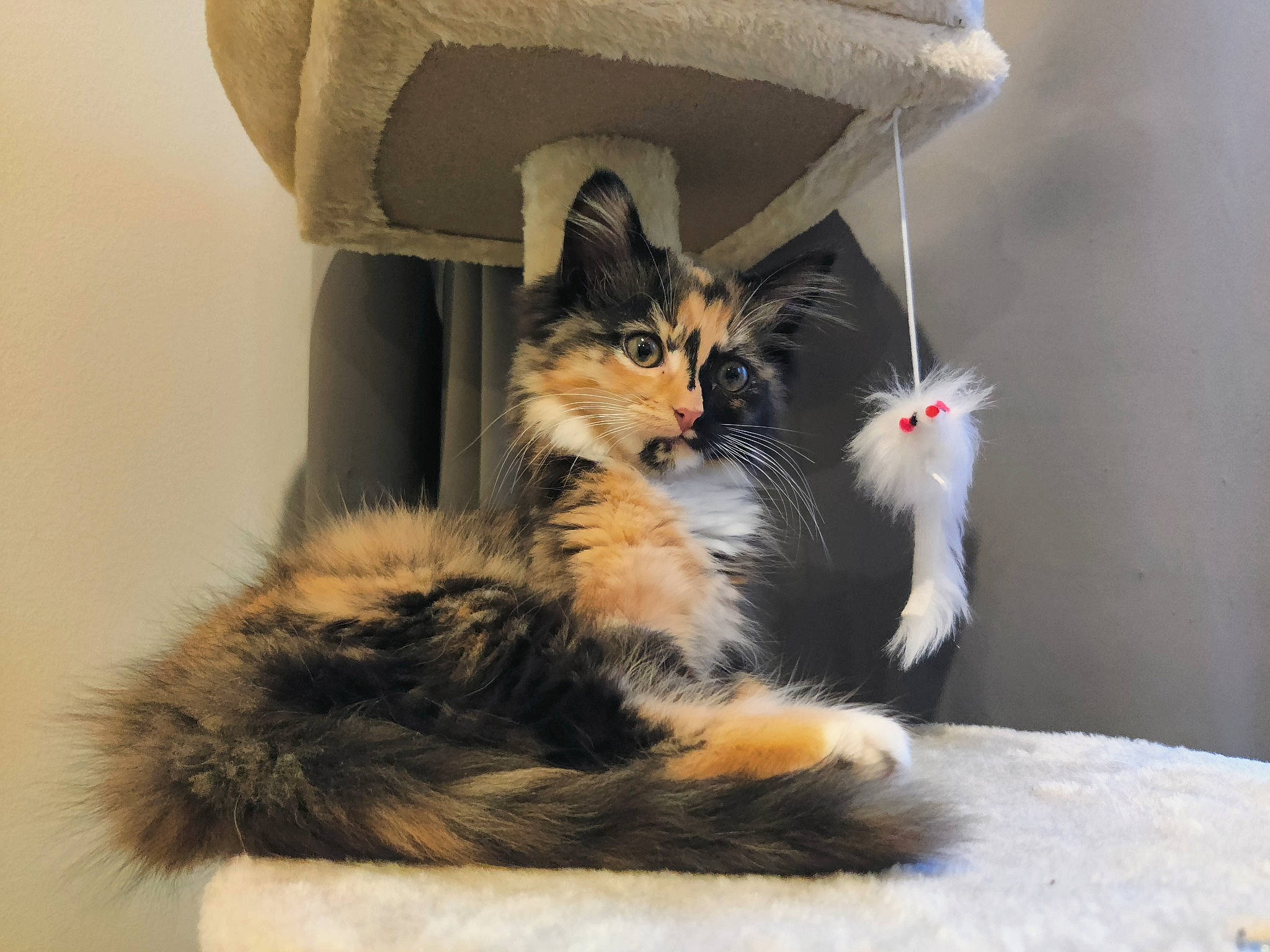 Takita is registered to the contest to win money with this photo: box, cardboard, carnivore, carton, cat, cat_supply, claw, comfort, domestic_short_haired_cat, fawn, felidae, flowerpot, fur, paw, shipping_box, small_to_medium_sized_cats, snout, tail, whiskers, window