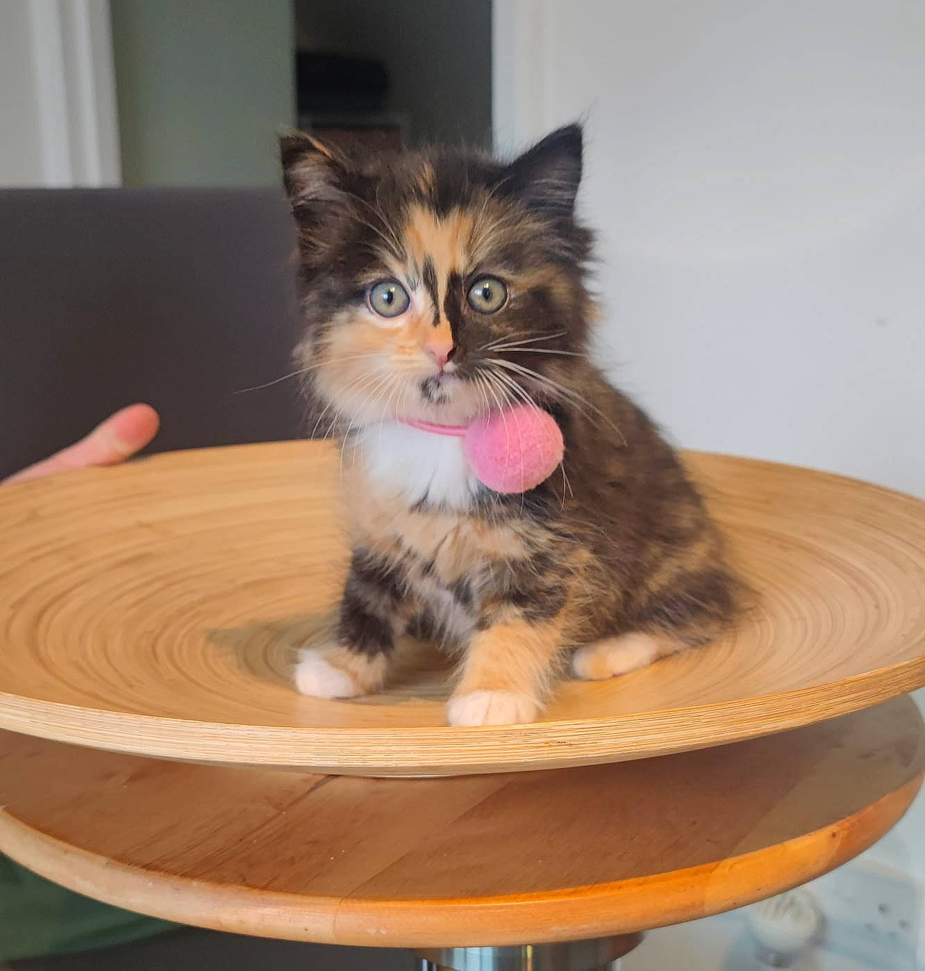 Takita joined the competition — help win amazing prizes! box, carnivore, cat, cat_supply, coffee_table, domestic_short_haired_cat, fawn, felidae, flooring, fur, hardwood, paw, pet_supply, sitting, small_to_medium_sized_cats, snout, table, tail, whiskers, wood