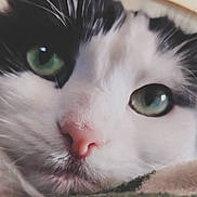 Oreo joined the competition — help win amazing prizes! animal, blanket, cat, close_up, cozy, curious, cute, domestic_cat, face, feline, gentle, green_eyes, indoor, mammal, pet, pink_nose, portrait, relaxed, soft_fur, whiskers