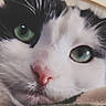 animal, blanket, cat, close_up, cozy, curious, cute, domestic_cat, face, feline, gentle, green_eyes, indoor, mammal, pet, pink_nose, portrait, relaxed, soft_fur, whiskers