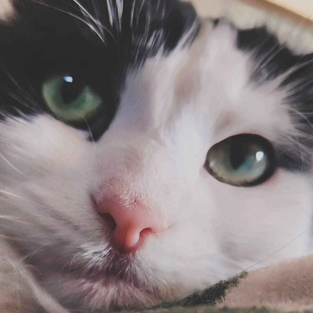 Oreo