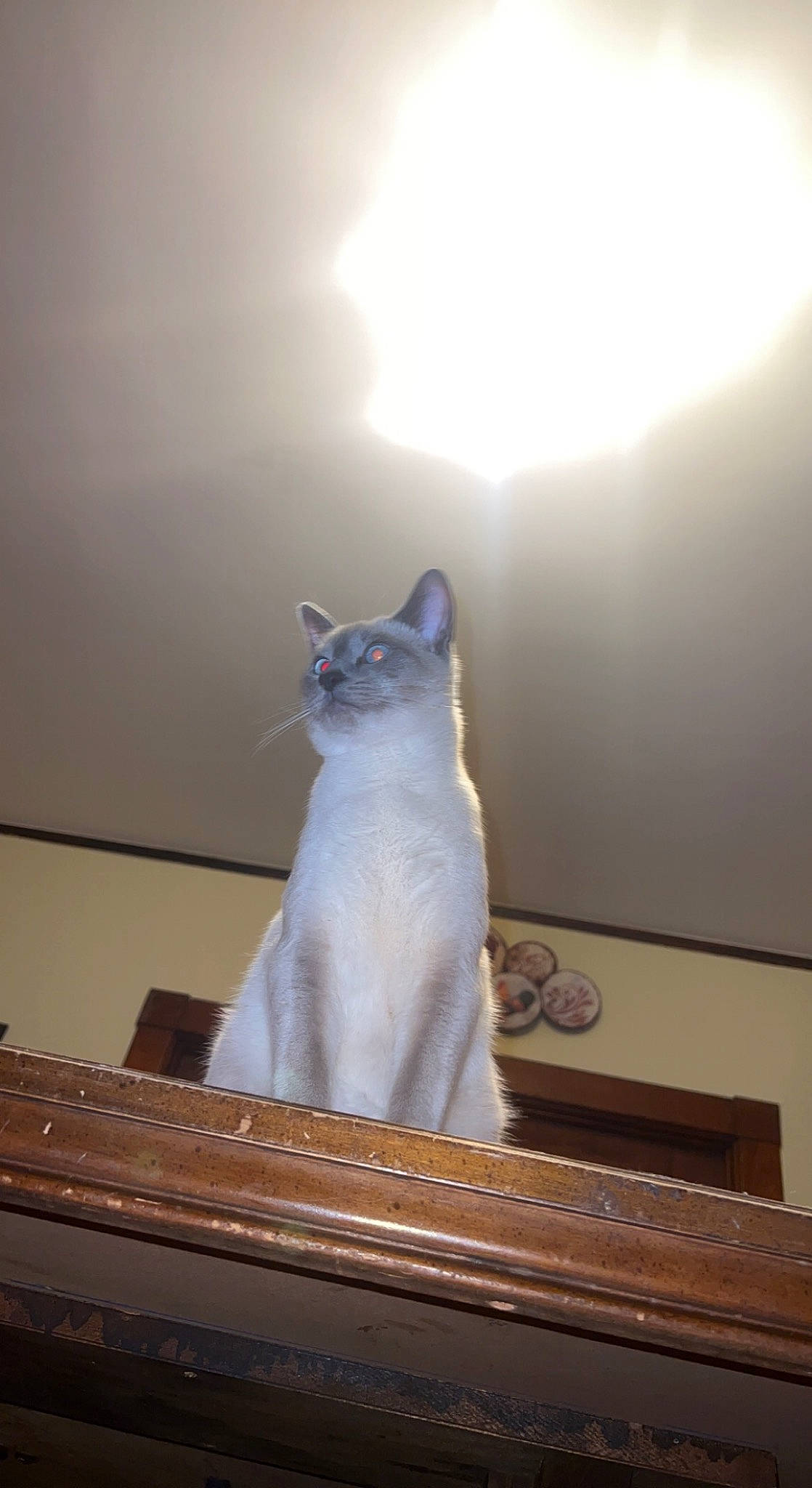 Boots is registered to the contest to win money with this photo: carnivore, cat, domestic_short_haired_cat, electric_blue, felidae, fur, grey, hardwood, room, small_to_medium_sized_cats, tail, whiskers, wood