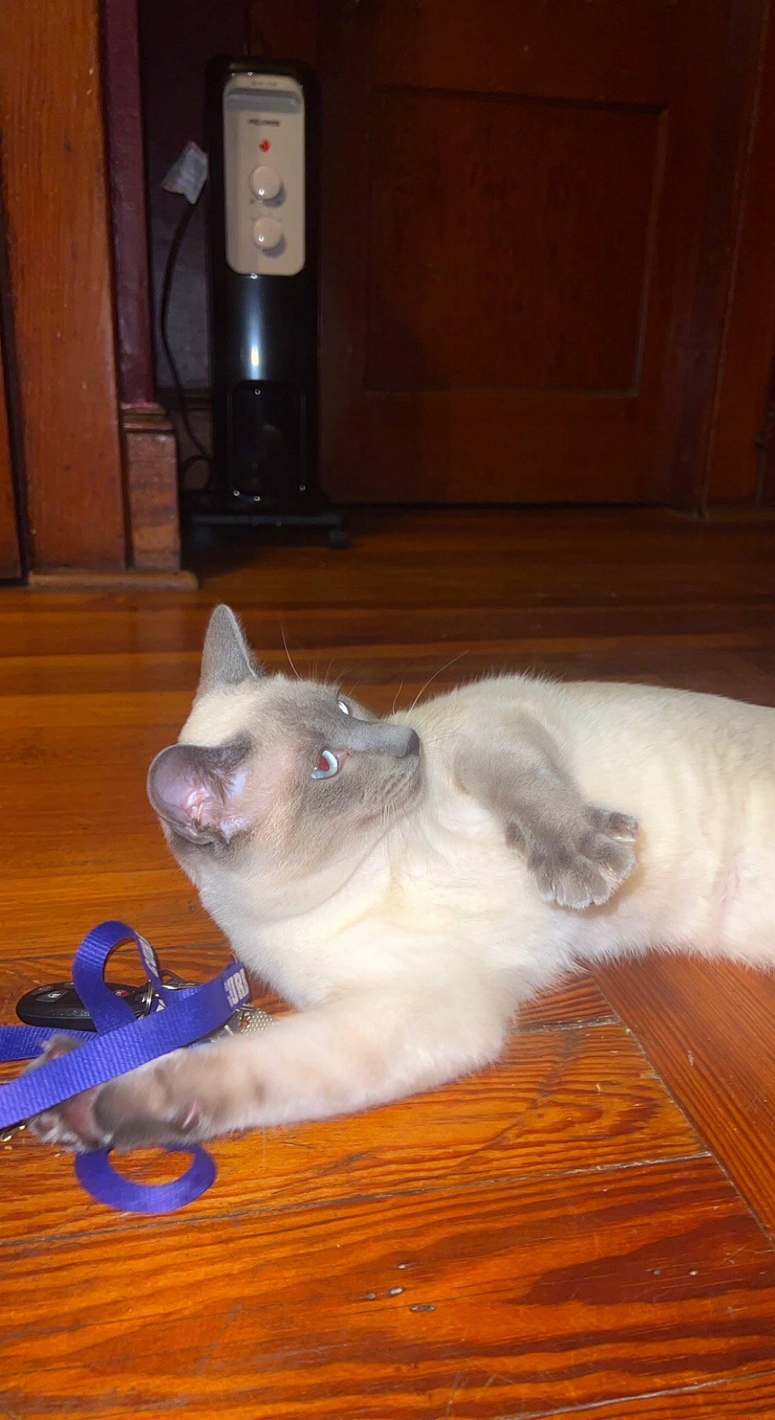 Boots joined the competition — help win amazing prizes! balinese, carnivore, cat, domestic_short_haired_cat, fawn, felidae, flooring, fur, hardwood, home_appliance, kitchen_appliance, siamese, small_to_medium_sized_cats, snout, tail, thai, tonkinese, whiskers, wood, wood_stain