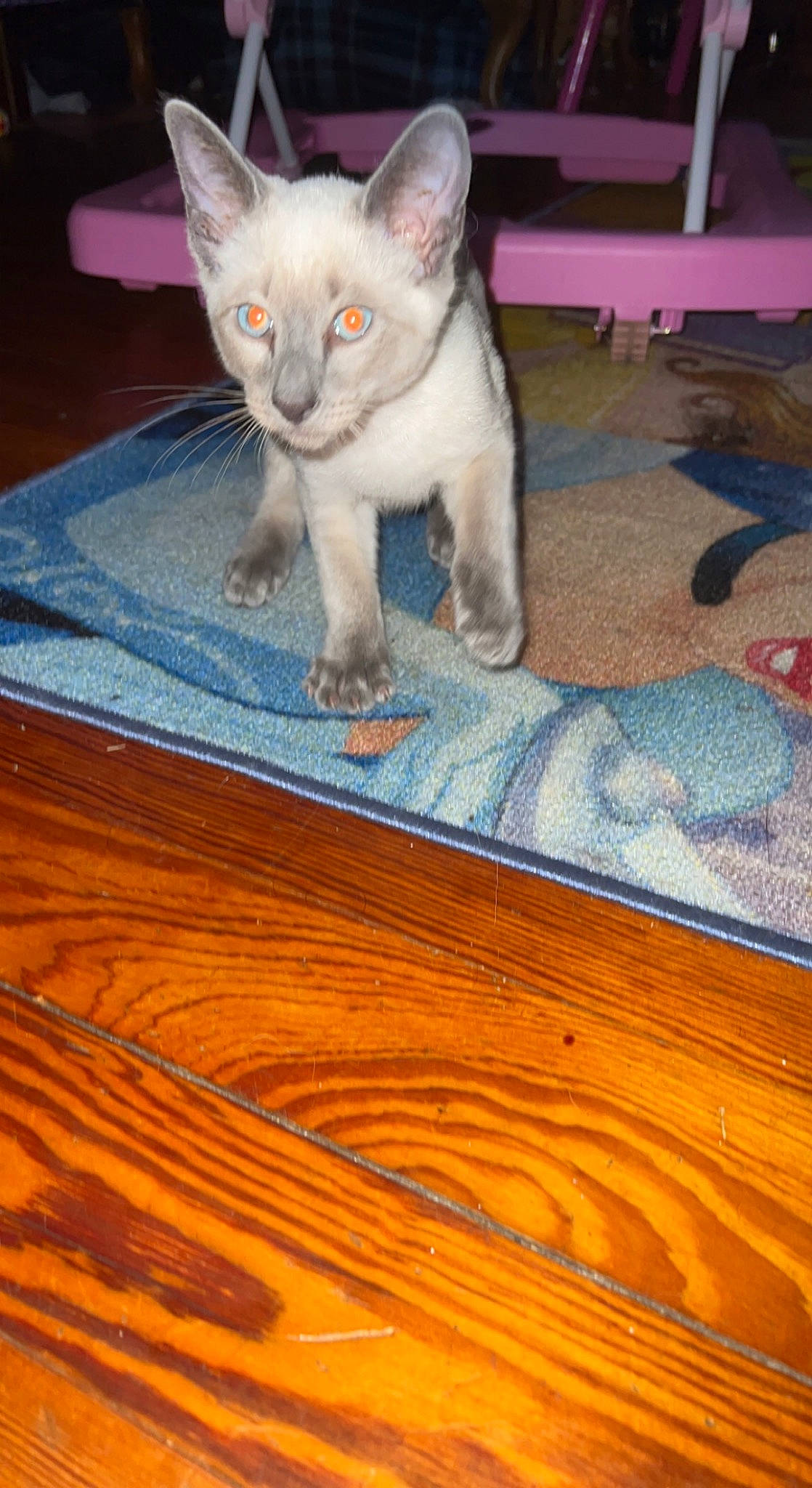 Boots joined the competition — help win amazing prizes! carnivore, cat, comfort, domestic_short_haired_cat, fawn, felidae, flooring, fur, grey, hardwood, paw, russian_blue, small_to_medium_sized_cats, snout, tail, varnish, whiskers, wood, wood_flooring, wood_stain