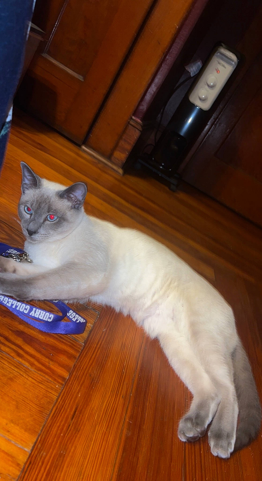 Boots is registered to the contest to win money with this photo: carnivore, cat, comfort, domestic_short_haired_cat, fawn, felidae, floor, flooring, fur, hardwood, home_appliance, kitchen_appliance, laminate_flooring, paw, small_to_medium_sized_cats, snout, tail, whiskers, wood, wood_stain