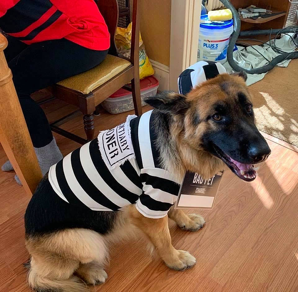 Bella is registered to the contest to win money with this photo: carnivore, chair, collar, companion_dog, dog, dog_breed, dog_clothes, dog_collar, dog_supply, fashion_accessory, fawn, floor, flooring, fur, hardwood, pet_supply, snout, wood, wood_flooring, working_animal