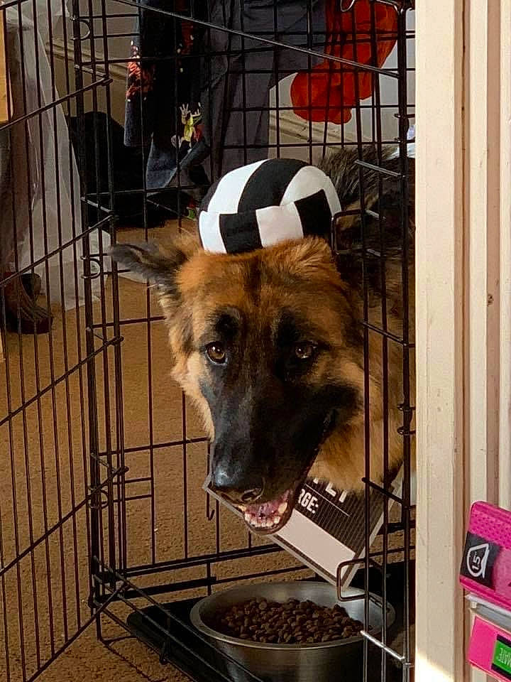 Bella is registered to the contest to win money with this photo: animal_shelter, cage, carnivore, companion_dog, cooking, dog, dog_breed, dog_crate, dog_supply, fawn, fur, guard_dog, metal, pet_supply, service, snout, sporting_group, window, working_animal, working_dog