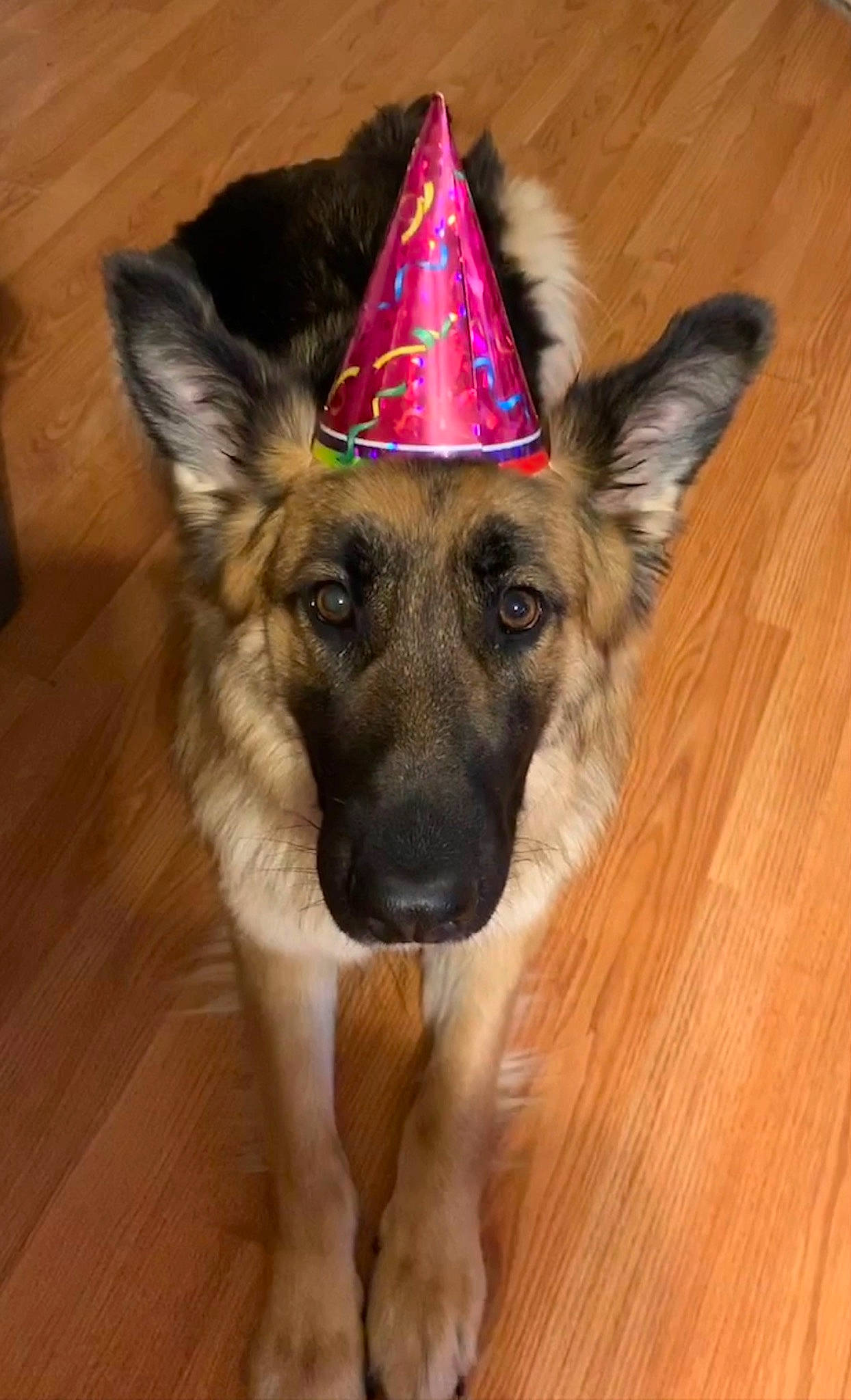 Bella joined the competition — help win amazing prizes! carnivore, companion_dog, cone, dog, dog_breed, dog_supply, fashion_accessory, fawn, flooring, german_shepherd_dog, hardwood, herding_dog, king_shepherd, old_german_shepherd_dog, party_hat, snout, varnish, wood, wood_stain, working_animal