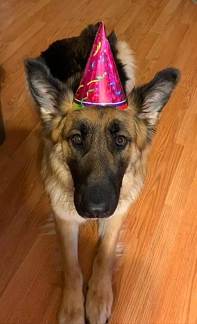 Bella is registered to the contest to win money with this photo: canidae, carnivore, companion_dog, cone, dog, dog_breed, dog_supply, fawn, flooring, german_shepherd_dog, hardwood, herding_dog, king_shepherd, old_german_shepherd_dog, party_hat, snout, varnish, wood, wood_stain, working_animal