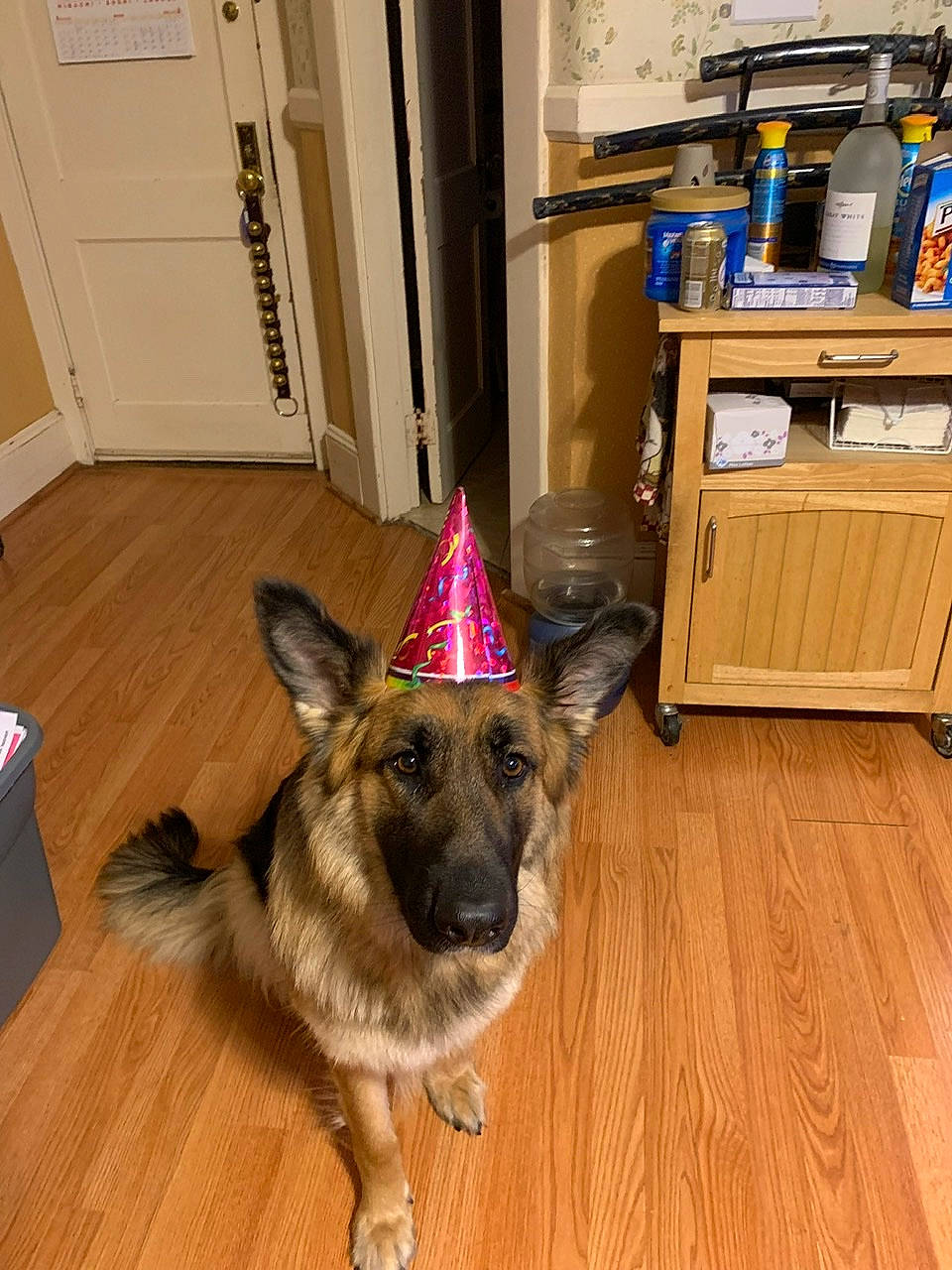 Bella is registered to the contest to win money with this photo: cabinetry, carnivore, companion_dog, dog, dog_breed, door, fawn, floor, flooring, fur, german_shepherd_dog, hardwood, laminate_flooring, old_german_shepherd_dog, party_hat, snout, varnish, wood, wood_flooring, wood_stain