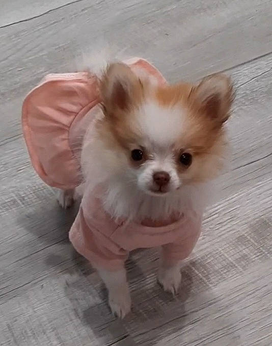 Mookie joined the competition — help win amazing prizes! canidae, carnivore, chihuahua, companion_dog, dog, dog_breed, dog_supply, ear, fawn, flooring, fur, liver, paw, sporting_group, tail, toy_dog, volpino_italiano, whiskers, wood, working_animal