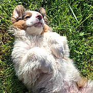 Arès participe au concours pour gagner de l'argent avec cette photo : adorable, animal, canine, cute, dog, fluffy, fur, grass, greenery, lying_down, nature, outdoor, paw, pet, playful, relaxed, resting, summer, sunlight, sunny