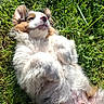 dog, grass, sunlight, outdoor, pet, animal, relaxed, fluffy, cute, lying_down, nature, paw, fur, canine, summer, playful, adorable, resting, greenery, sunny