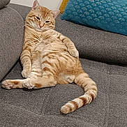 Spirou a rejoint le concours — aidez-le/la à gagner de superbes lots ! blue_pillow, cat, comfort, couch, cozy, feline, fur, gray_couch, home, indoor, lounging, orange_tabby, pet, pillow, relaxed, smug_expression, striped, tail, whiskers, yellow_pillow