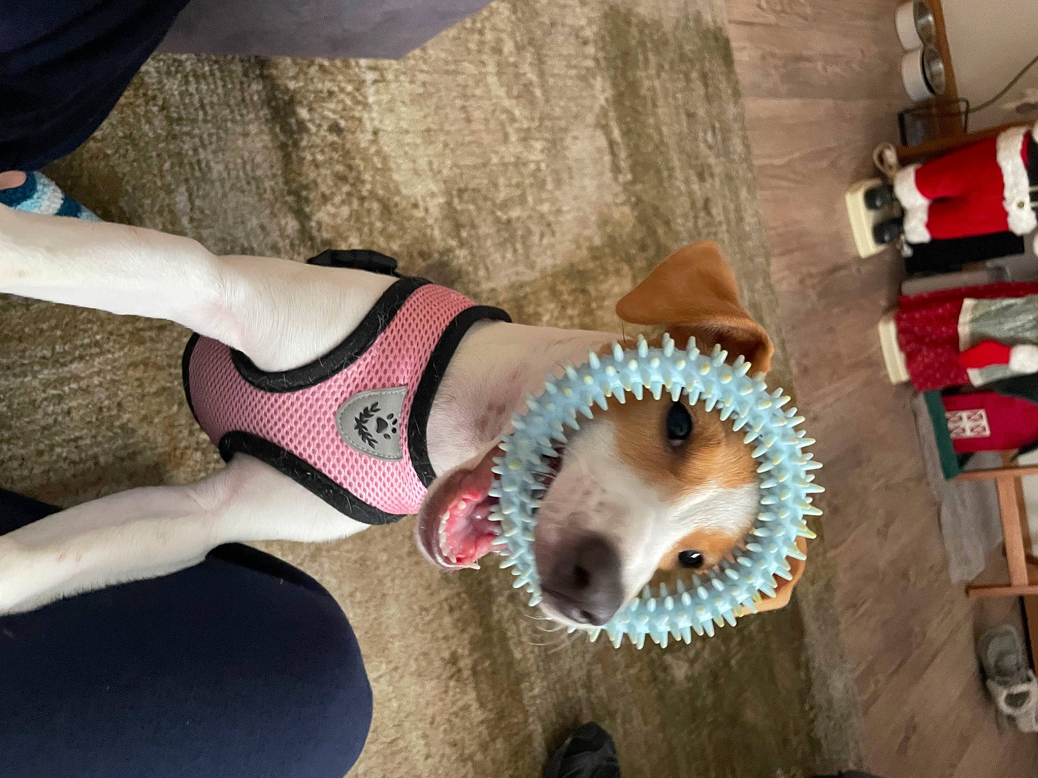 Chayla joined the competition — help win amazing prizes! abdomen, art, barefoot, brassiere, chest, drum, eyewear, flesh, flooring, foot, gear, human_leg, knee, sunglasses, swimwear, thigh, undergarment