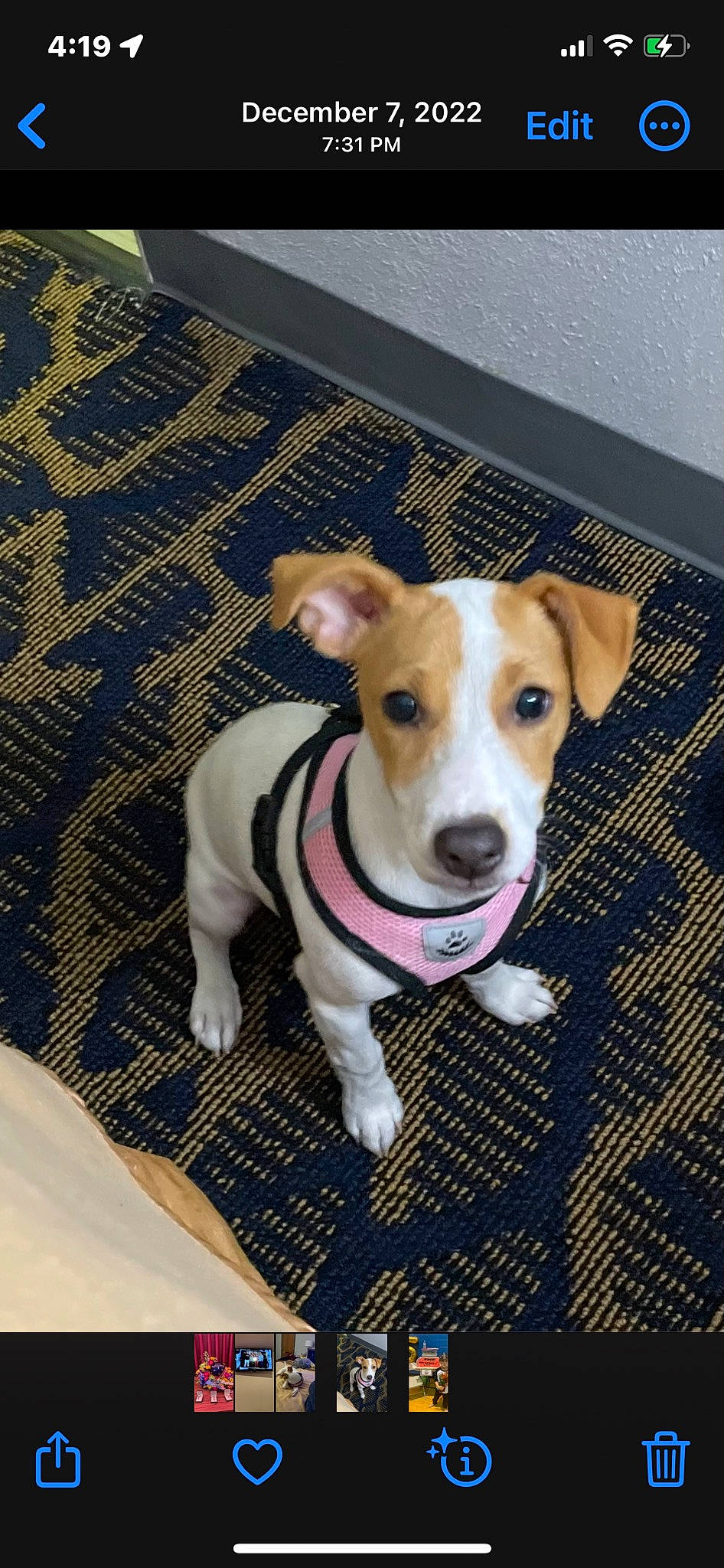 Chayla joined the competition — help win amazing prizes! canidae, carnivore, collar, companion_dog, dog, dog_breed, dog_supply, eye, fawn, floor, flooring, hardwood, pet_supply, puppy, sporting_group, tail, terrier, whiskers, wood, working_animal