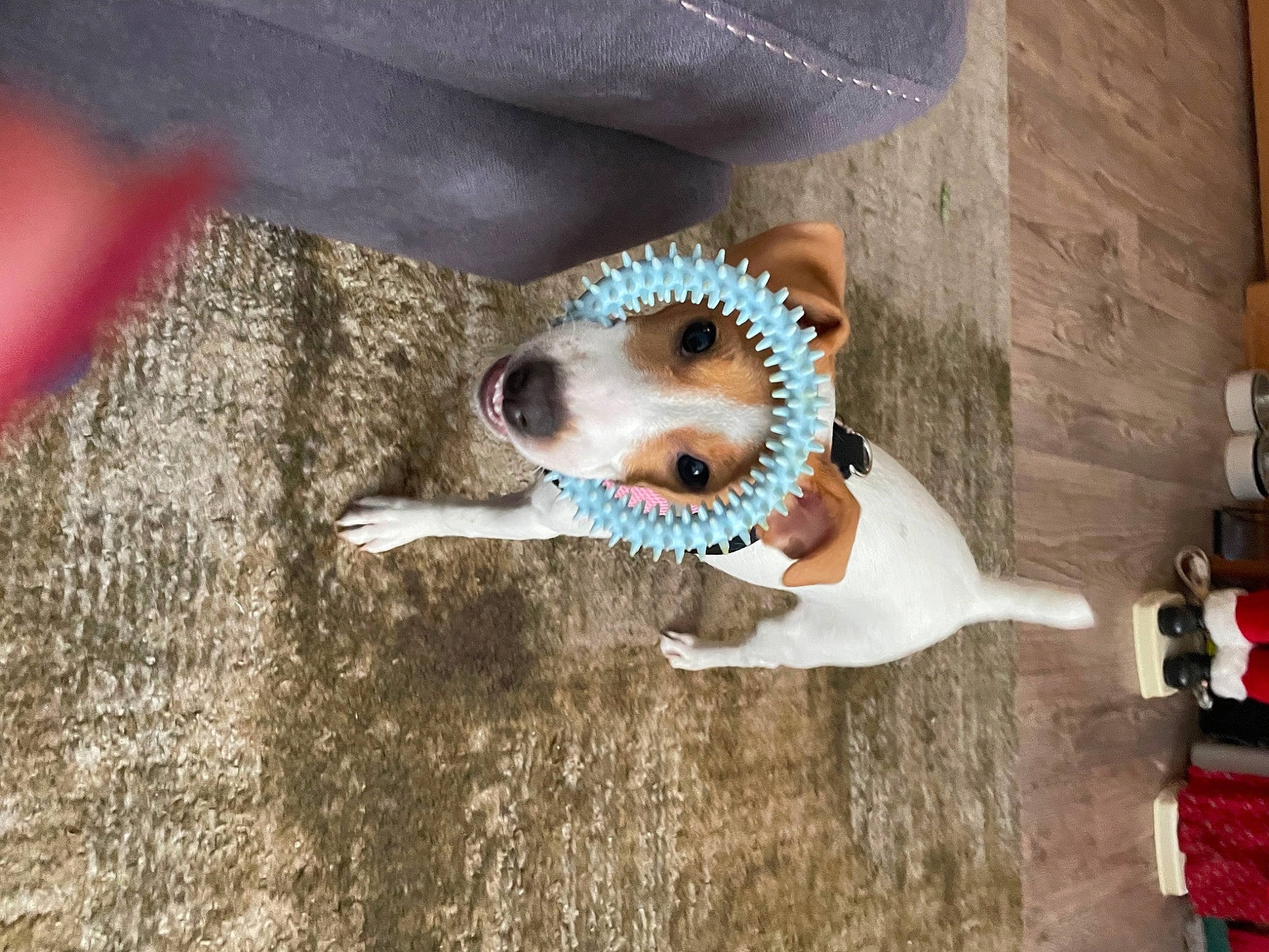 Chayla is registered to the contest to win money with this photo: canidae, carnivore, companion_dog, dog, dog_breed, door, fashion_accessory, fawn, felidae, flooring, fur, jewellery, metal, non_sporting_group, snout, sporting_group, whiskers, wood