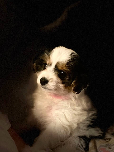 Lola is registered to the contest to win money with this photo: bored, canidae, carnivore, companion_dog, darkness, dog, dog_breed, fur, puppy, snout, sporting_group, toy_dog, whiskers, working_animal, working_dog