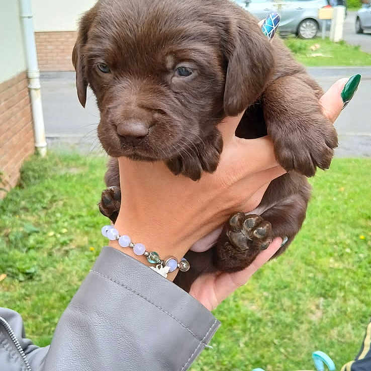 Chanel a rejoint le concours — aidez-le/la à gagner de superbes lots ! adorable, animal, bracelet, brown, car, closeup, cute, dog, grass, hand, jacket, nails, outdoor, person, pet, portrait, puppy, street, suburb, young