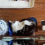 Lucy joined the competition — help win amazing prizes! kitten, sleeping, reflection, wooden_surface, glass_container, papers, watch, tray, knife, collar, pink, black_and_white, fur, pet, domestic, indoor, resting, cute, small, cozy