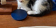 Lucy is registered to the contest to win money with this photo: kitten, cat, wooden_surface, collar, tweezers, ring, watch, watch_stand, stickers, decorative_stickers, blue_object, pet_accessories, white_dish, tabby_cat, small_pet, indoor, cute, fur, resting, closeup
