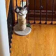 Lucy joined the competition — help win amazing prizes! cat, scratching_post, indoor, wooden_railing, hardwood_floor, carpeted_stairs, pet, feline, resting, home, cozy, animal, quiet, relaxing, small_cat, domestic, stairs, railing, floor, furniture