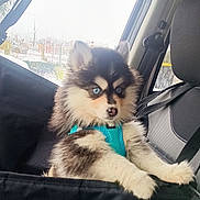Ange participe au concours pour gagner de l'argent avec cette photo : animal, black_and_white_fur, blue_eyes, car_interior, car_seat, cute, dog, fur, harness, indoor, looking, pet, puppy, rain, seat, seatbelt, sitting, vehicle, window, young_dog