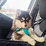 animal, black_and_white_fur, blue_eyes, car_interior, car_seat, cute, dog, fur, harness, indoor, looking, pet, puppy, rain, seat, seatbelt, sitting, vehicle, window, young_dog
