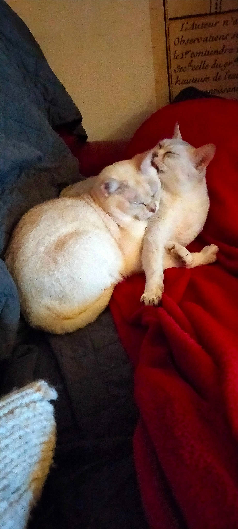 Inox a rejoint le concours — aidez-le/la à gagner de superbes lots ! canidae, carmine, carnivore, comfort, companion_dog, dog, dog_breed, fawn, felidae, fur, linens, nap, non_sporting_group, paw, small_to_medium_sized_cats, sporting_group, tail, toy_dog, whiskers, working_animal