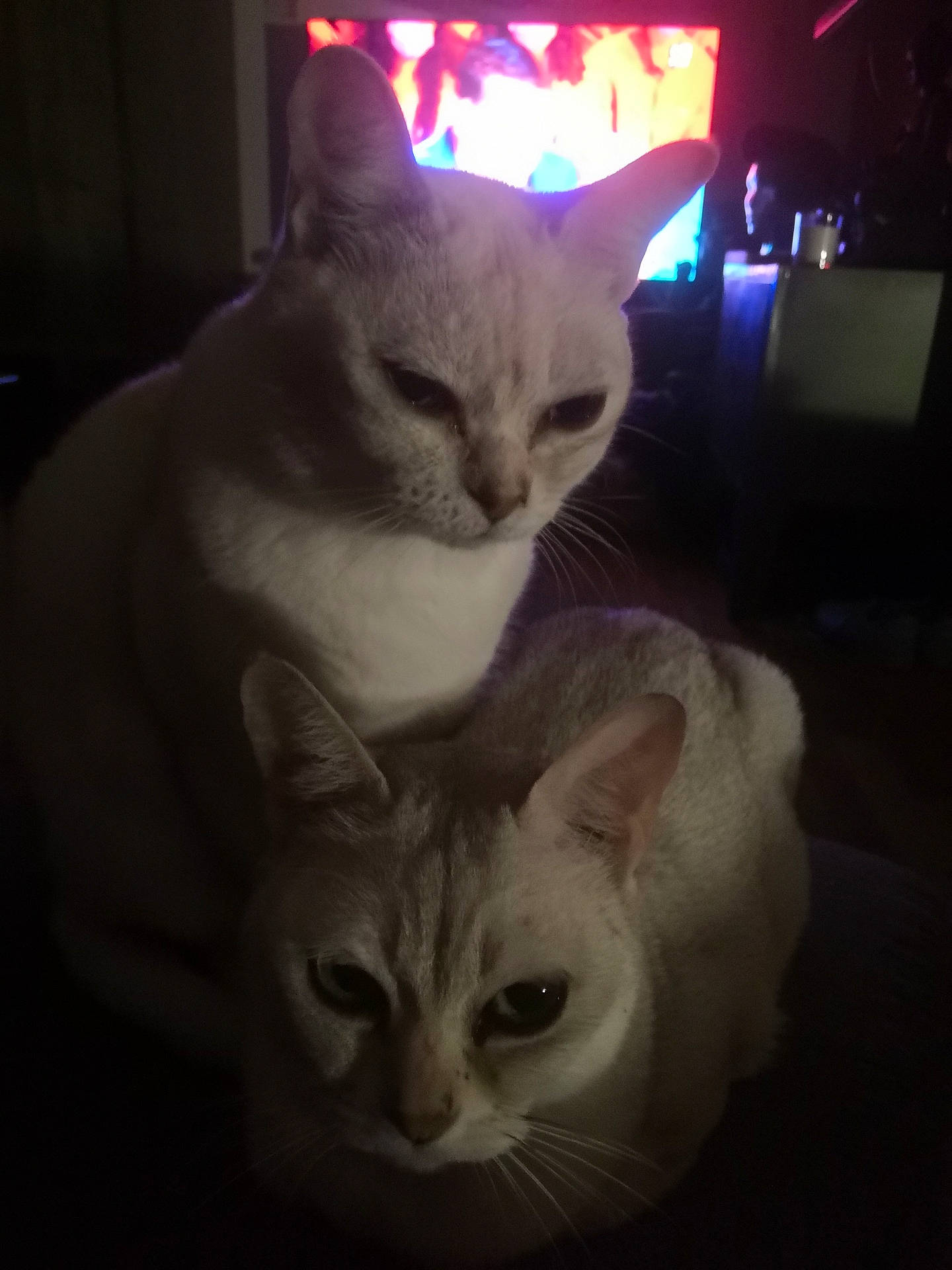 Inox a rejoint le concours — aidez-le/la à gagner de superbes lots ! carnivore, cat, domestic_short_haired_cat, ear, event, fawn, felidae, fur, iris, light, night, paw, photo_caption, small_to_medium_sized_cats, snout, tail, whiskers, window