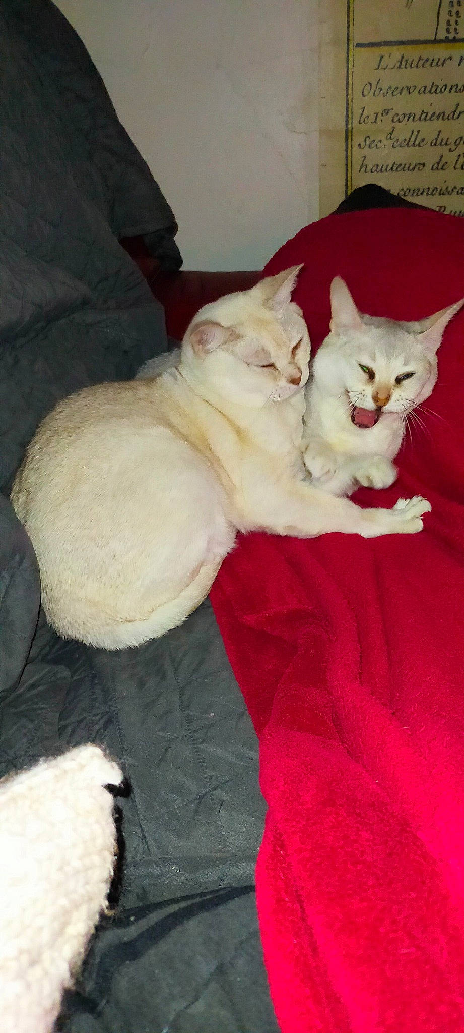 Inox participe au concours pour gagner de l'argent avec cette photo : carnivore, cat, cat_bed, cat_supply, comfort, domestic_short_haired_cat, fawn, felidae, fur, pattern, paw, sitting, small_to_medium_sized_cats, tail, whiskers, wood