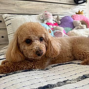 Muffin is registered to the contest to win money with this photo: dog, poodle, bed, plush_toys, pillow, furniture, indoor, pet, cute, sleeping_area, brown_dog, curly_fur, headboard, blanket, cozy, resting, fur, animal, room, soft_toys