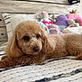 dog, poodle, bed, plush_toys, pillow, furniture, indoor, pet, cute, sleeping_area, brown_dog, curly_fur, headboard, blanket, cozy, resting, fur, animal, room, soft_toys