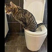 Franny is registered to the contest to win money with this photo: cat, tabby_cat, toilet, bathroom, tiles, pet, feline, indoor, sitting, porcelain, whiskers, paw, tail, home, lavatory, floor, seat, funny_pet, domestic_animal, curious