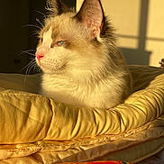 Lofi is registered to the contest to win money with this photo: animal, blanket, cat, closeup, comfort, cozy, cute, feline, fur, indoor, mammal, pet, portrait, relaxing, resting, sleepy, soft, sunlight, warm, whiskers