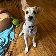 Ray joined the competition — help win amazing prizes! animal, attention, blanket, canine, collar, cute, dog, domestic_animal, ears, flooring, home, indoor, pet, pet_bed, plush_toy, puppy, small_dog, toy, wooden_floor, young_dog