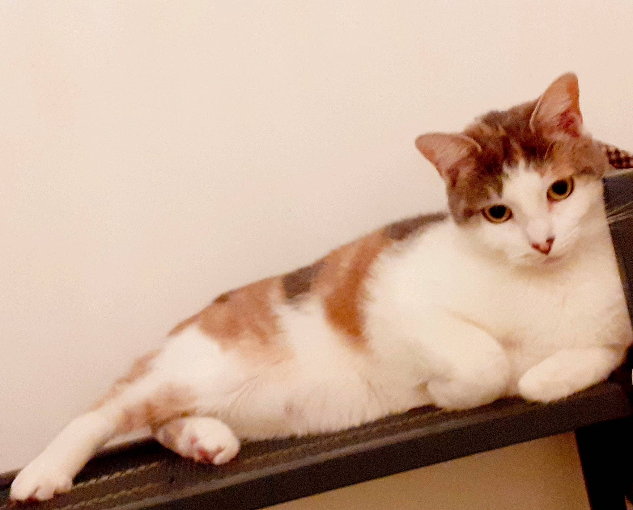 Naya a rejoint le concours — aidez-le/la à gagner de superbes lots ! carnivore, cat, comfort, domestic_short_haired_cat, fawn, felidae, fur, paw, pet_supply, sitting, small_to_medium_sized_cats, snout, tail, whiskers, wood