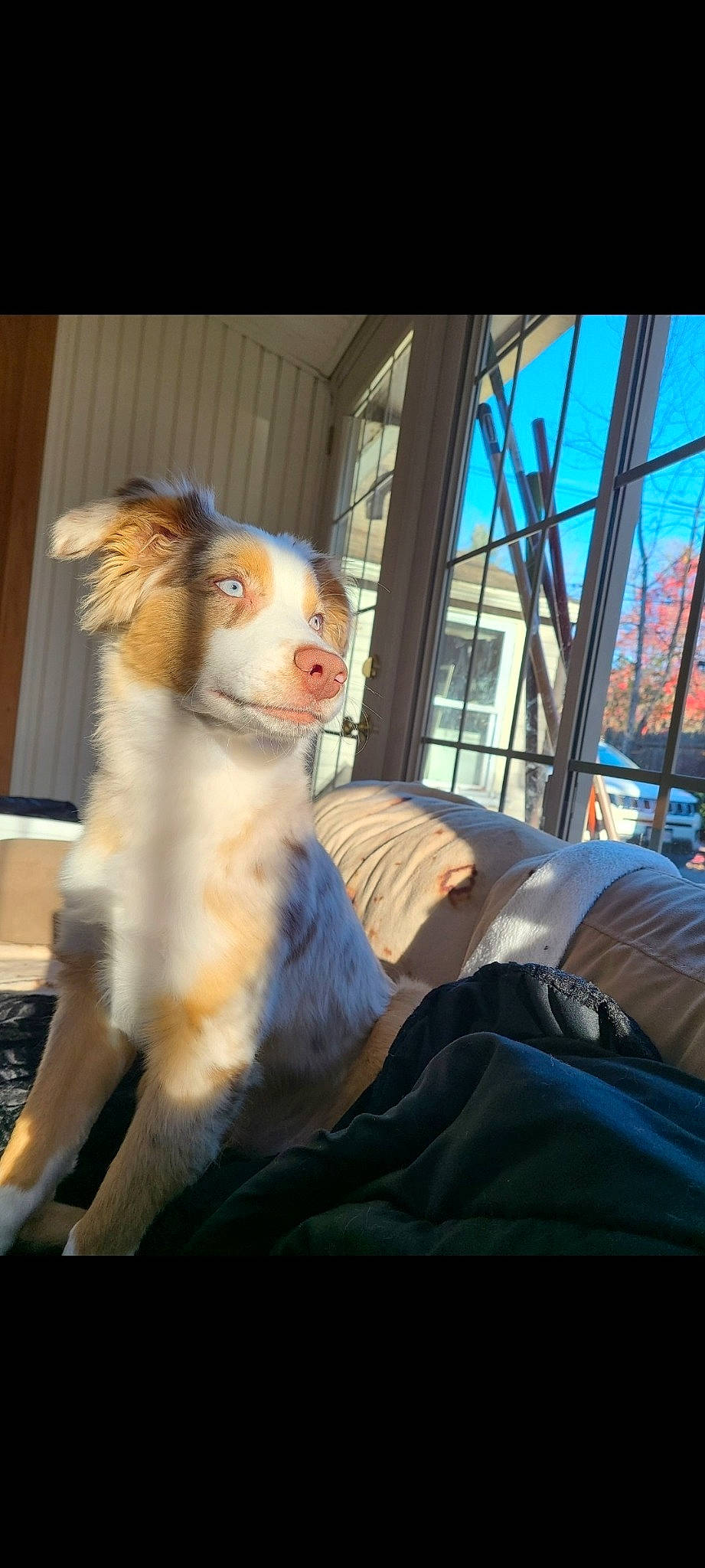 River is registered to the contest to win money with this photo: art, canidae, carnivore, comfort, companion_dog, dog, dog_breed, fawn, felidae, fur, non_sporting_group, small_to_medium_sized_cats, snout, sporting_group, tail, terrestrial_animal, toy, toy_dog, whiskers, window