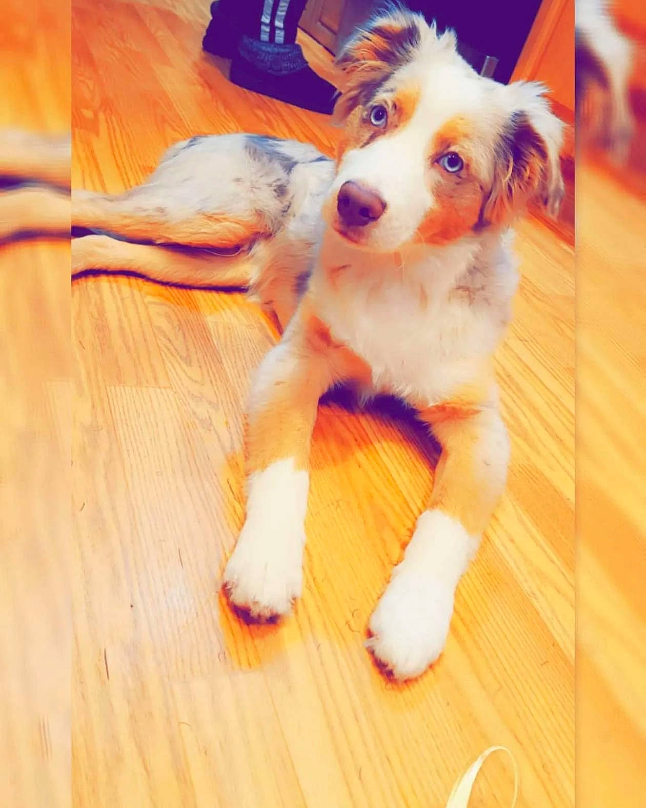 River is registered to the contest to win money with this photo: carnivore, companion_dog, dog, dog_breed, fawn, floor, flooring, fur, happy, hardwood, paw, snout, sporting_group, tail, toy, toy_dog, whiskers, wood, wood_stain, working_animal