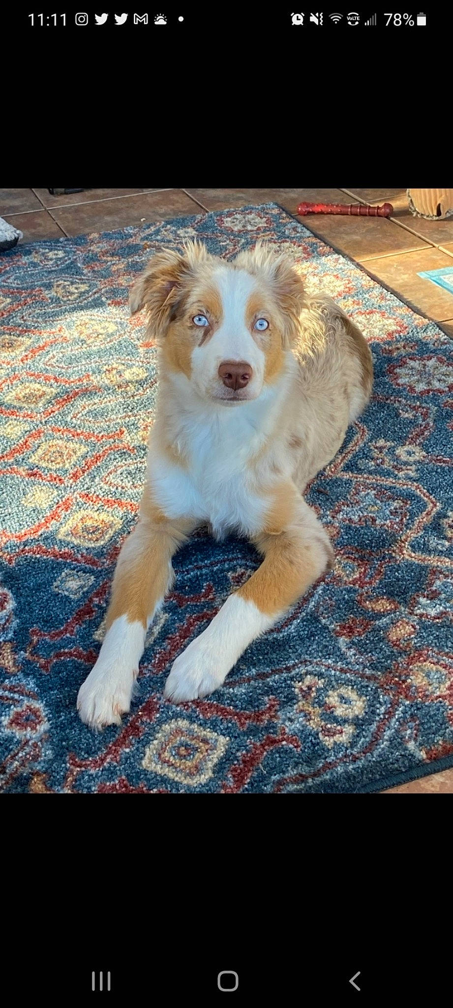 River is registered to the contest to win money with this photo: ancient_dog_breeds, canidae, carnivore, carpet, companion_dog, dog, dog_breed, fawn, flooring, fur, hardwood, herding_dog, paw, road_surface, sporting_group, tail, wood, working_dog, woven_fabric