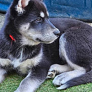 Yop participe au concours pour gagner de l'argent avec cette photo : animal, canine, dog, eskimodog, germanshepherd, grass, hound, husky, kangaroo, pet, plant, puppy, snout, whitedog