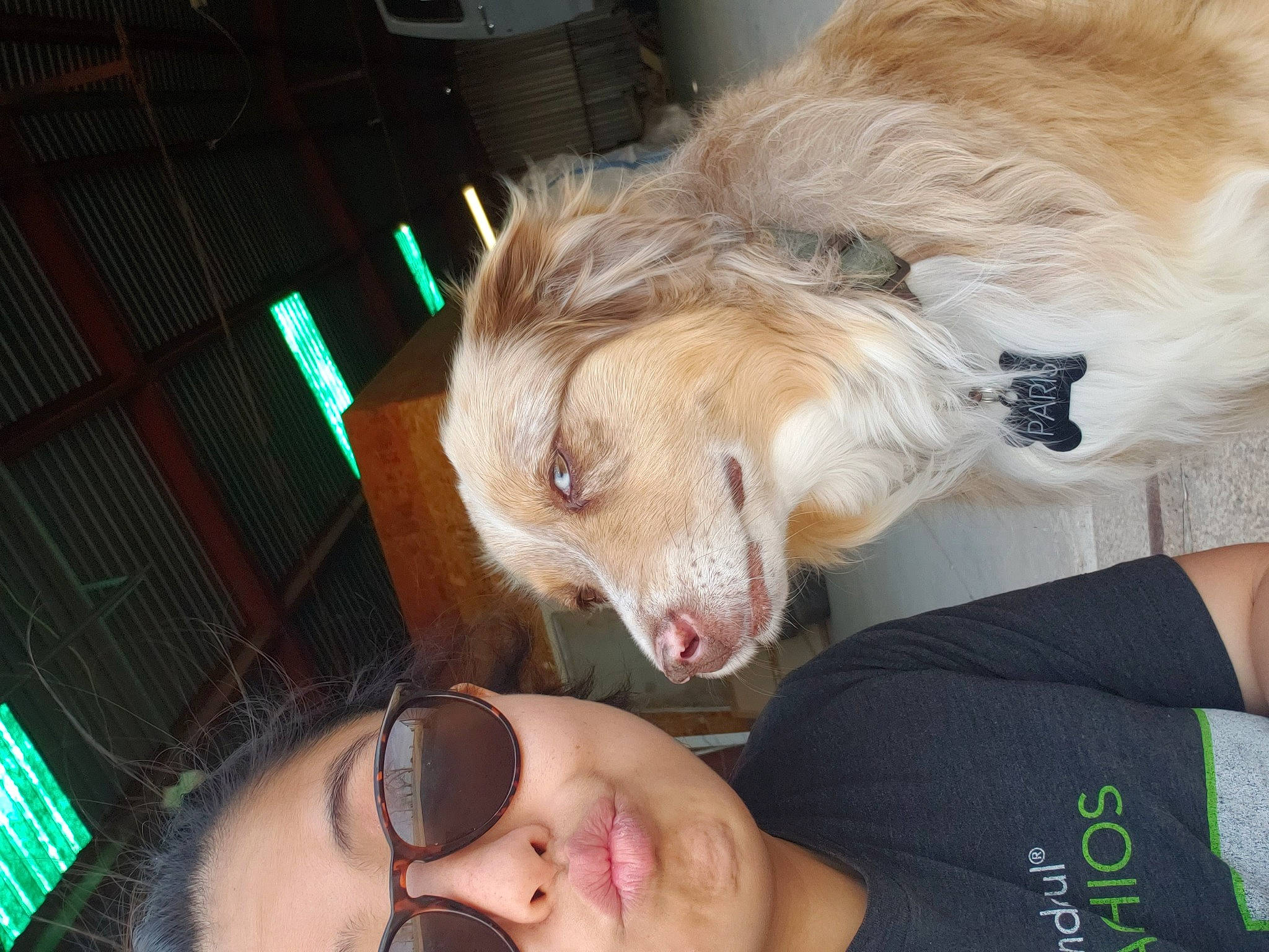 Paris joined the competition — help win amazing prizes! canidae, carnivore, companion_dog, dog, dog_breed, ear, eyewear, fawn, felidae, fun, fur, liver, mammal, snout, sporting_group, sunglasses, whiskers