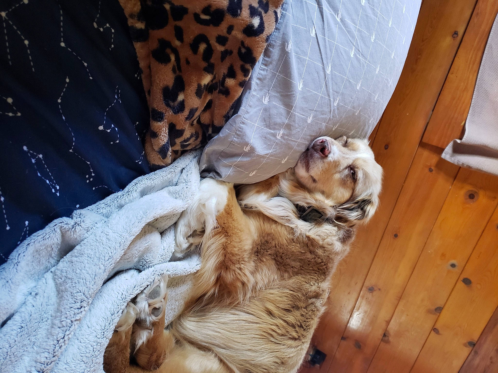 Paris joined the competition — help win amazing prizes! canidae, carnivore, claw, comfort, companion_dog, dog_breed, domestic_short_haired_cat, fawn, felidae, fur, hardwood, human_leg, linens, paw, room, sleeve, small_to_medium_sized_cats, tail, whiskers, wood