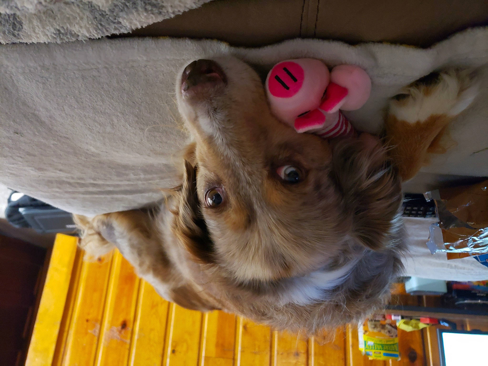 Paris joined the competition — help win amazing prizes! canidae, carnivore, collar, companion_dog, dog, dog_breed, dog_supply, ear, fawn, fur, hat, liver, pet_supply, snout, sporting_group, toy_dog, whiskers, wood, working_animal, wrinkle