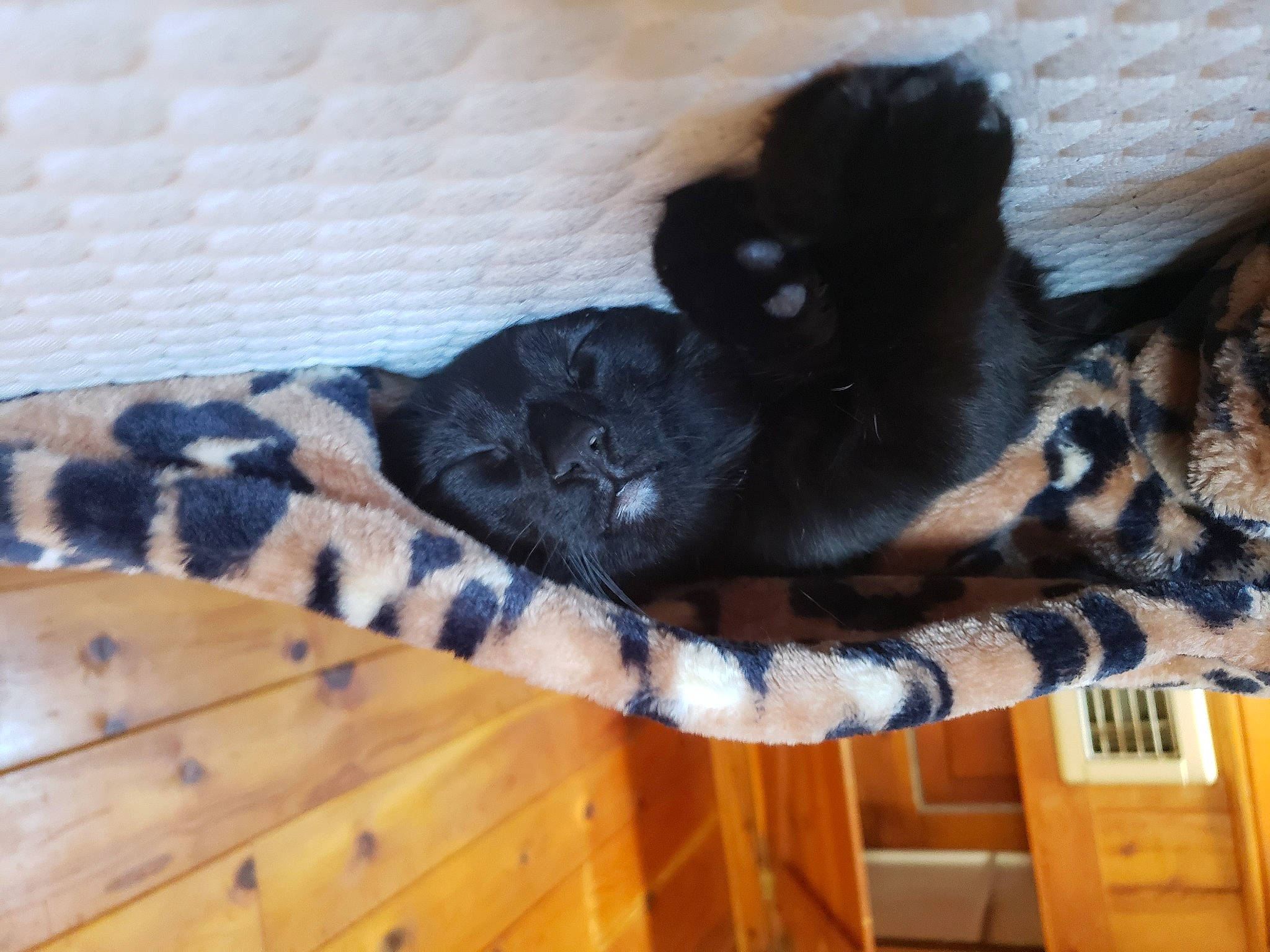 Beatrice is registered to the contest to win money with this photo: carnivore, cat, comfort, companion_dog, dog_breed, domestic_short_haired_cat, fawn, felidae, flooring, fur, hardwood, paw, small_to_medium_sized_cats, snout, sporting_group, tail, terrestrial_animal, whiskers, wood, wood_stain