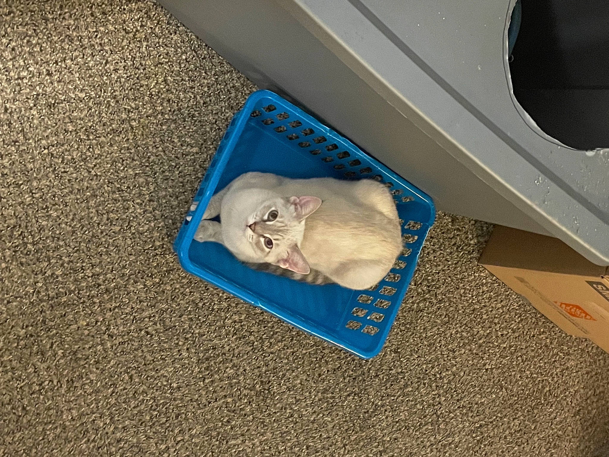 Lovely is registered to the contest to win money with this photo: box, carnivore, carpet, cat, comfort, domestic_short_haired_cat, electric_blue, fawn, felidae, floor, flooring, gas, paper_product, room, small_to_medium_sized_cats, vehicle_door, whiskers